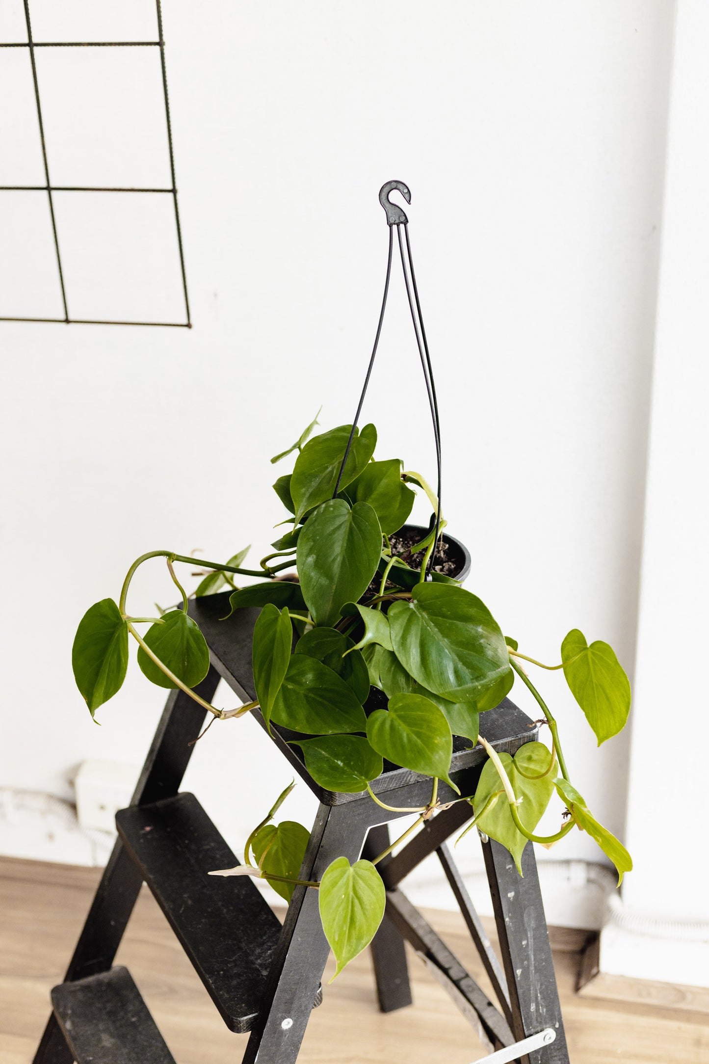 Philodendron Cordatum (hanging pot, 180mm pot)
