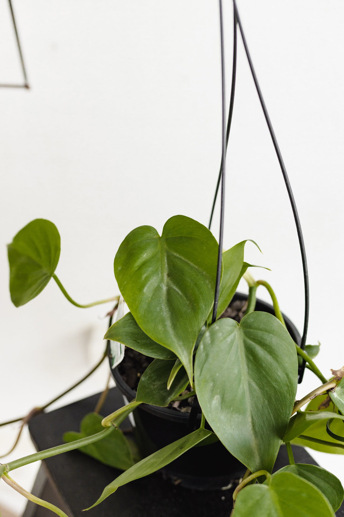 Philodendron Cordatum (hanging pot, 180mm pot)