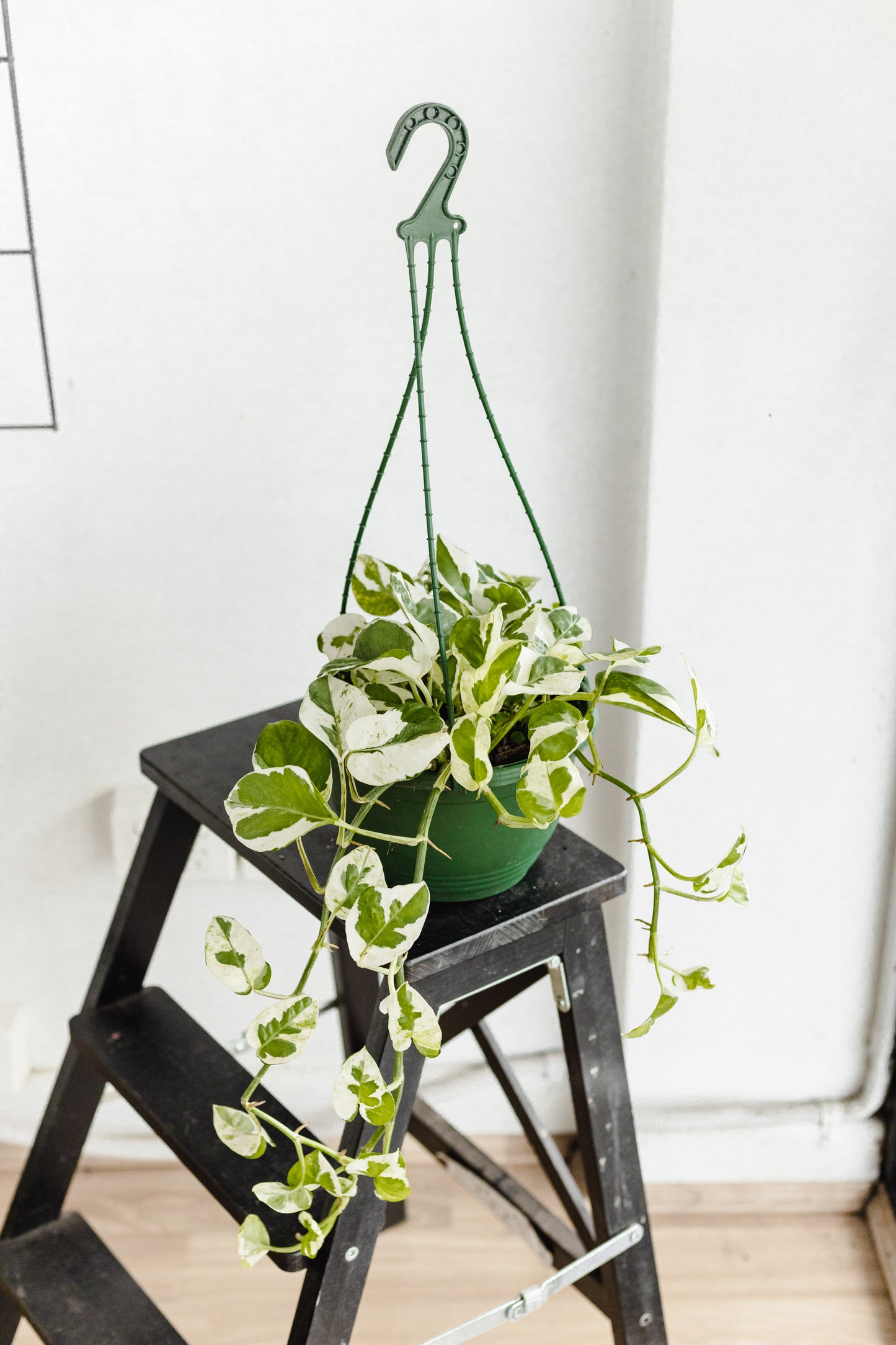 Pothos Snow Queen (200mm Pot Size)