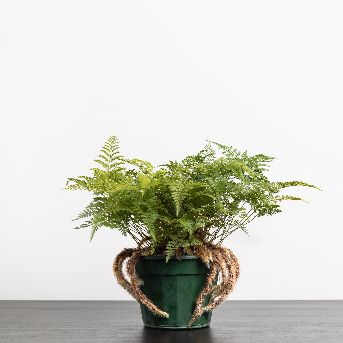 Rabbit's foot fern (140mm Pot Size)