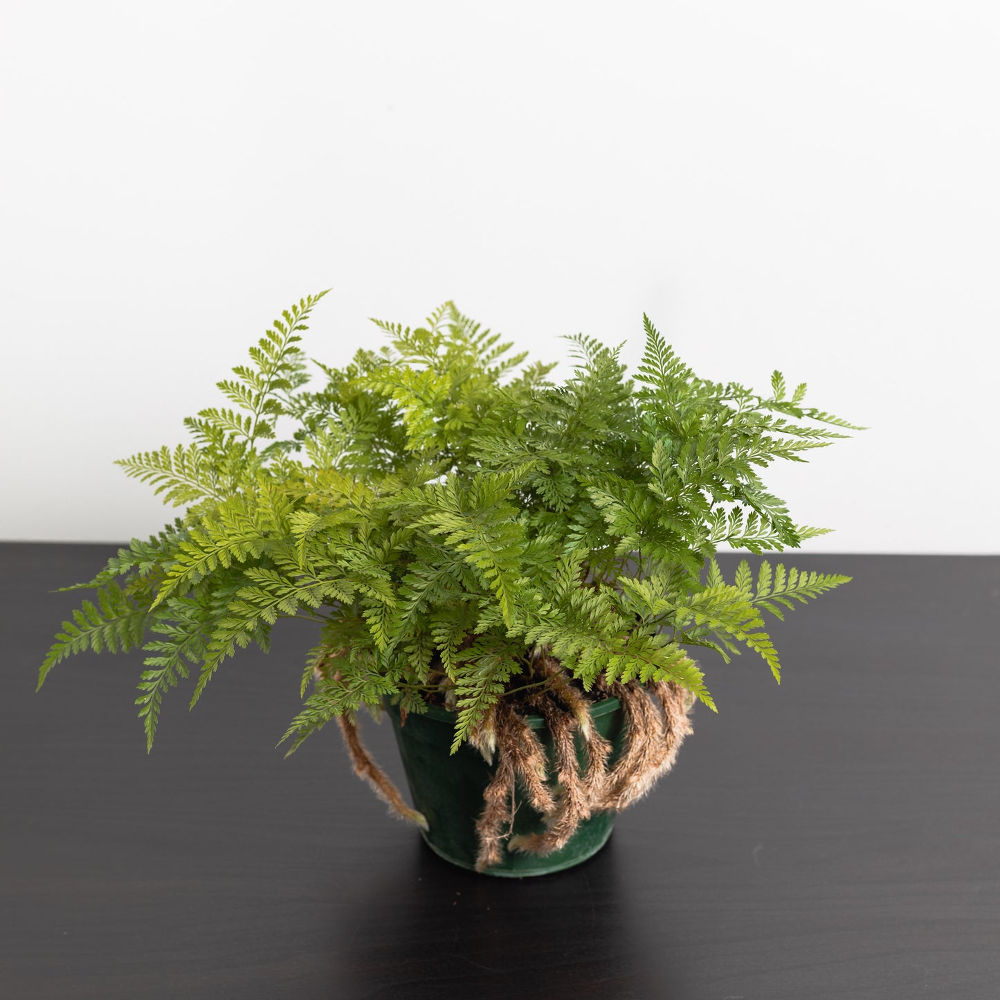 Rabbit's foot fern (140mm Pot Size)