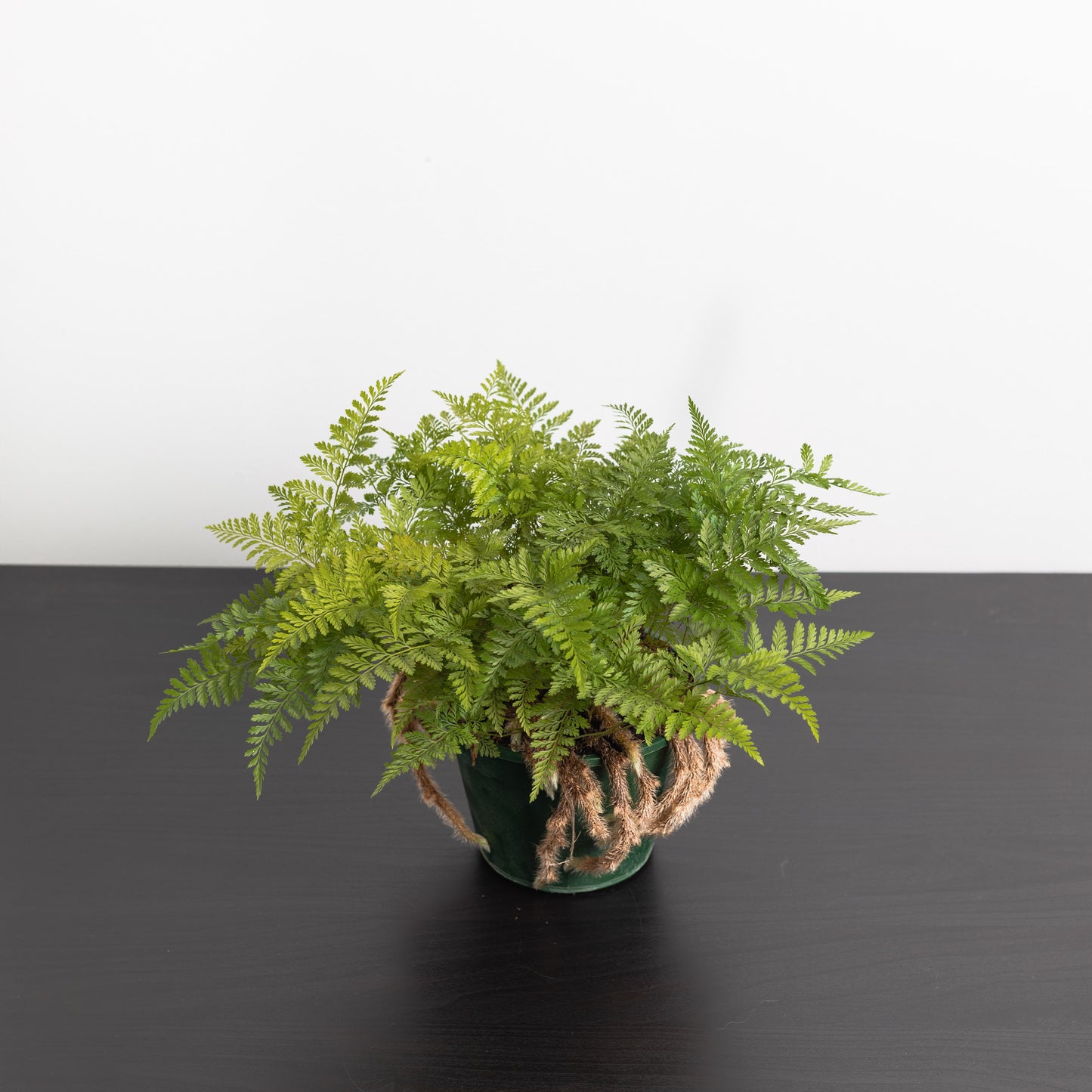 Rabbit's foot fern (140mm Pot Size)