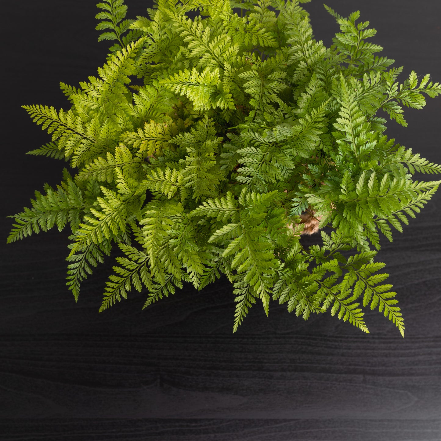 Rabbit's foot fern (140mm Pot Size)