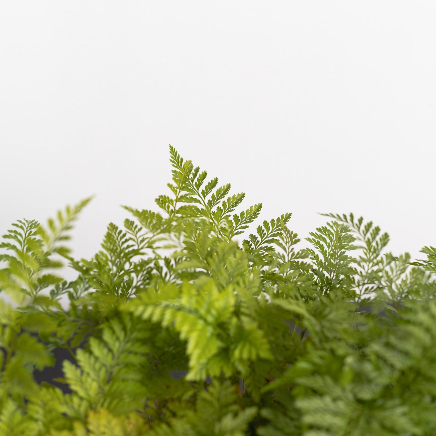 Rabbit's foot fern (140mm Pot Size)