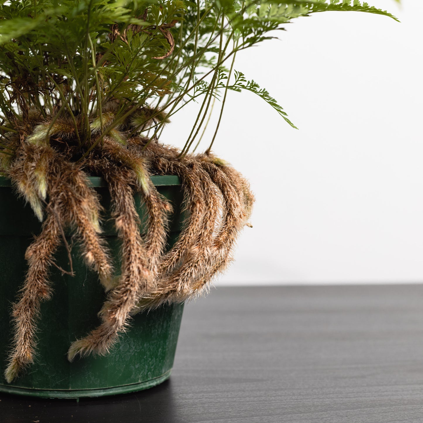 Rabbit's foot fern (140mm Pot Size)
