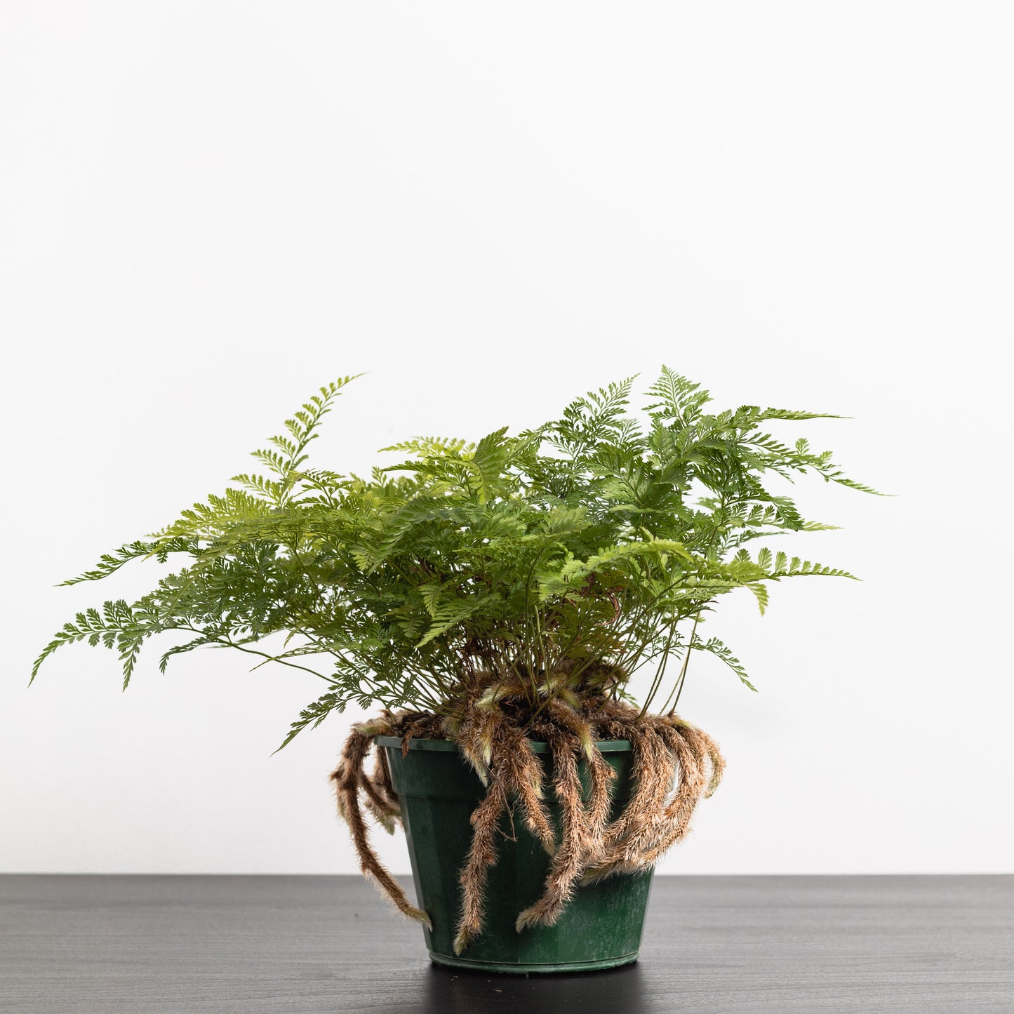 Rabbit's foot fern (140mm Pot Size)