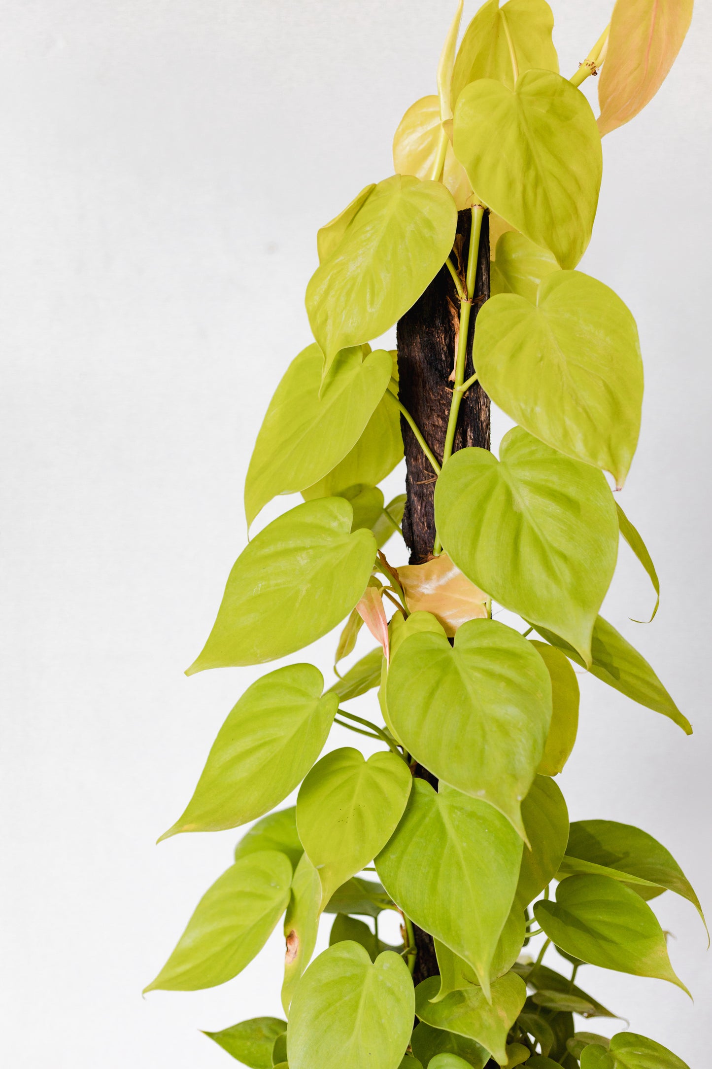 Philodendron Cordatum, Neon Green (250mm pot size)