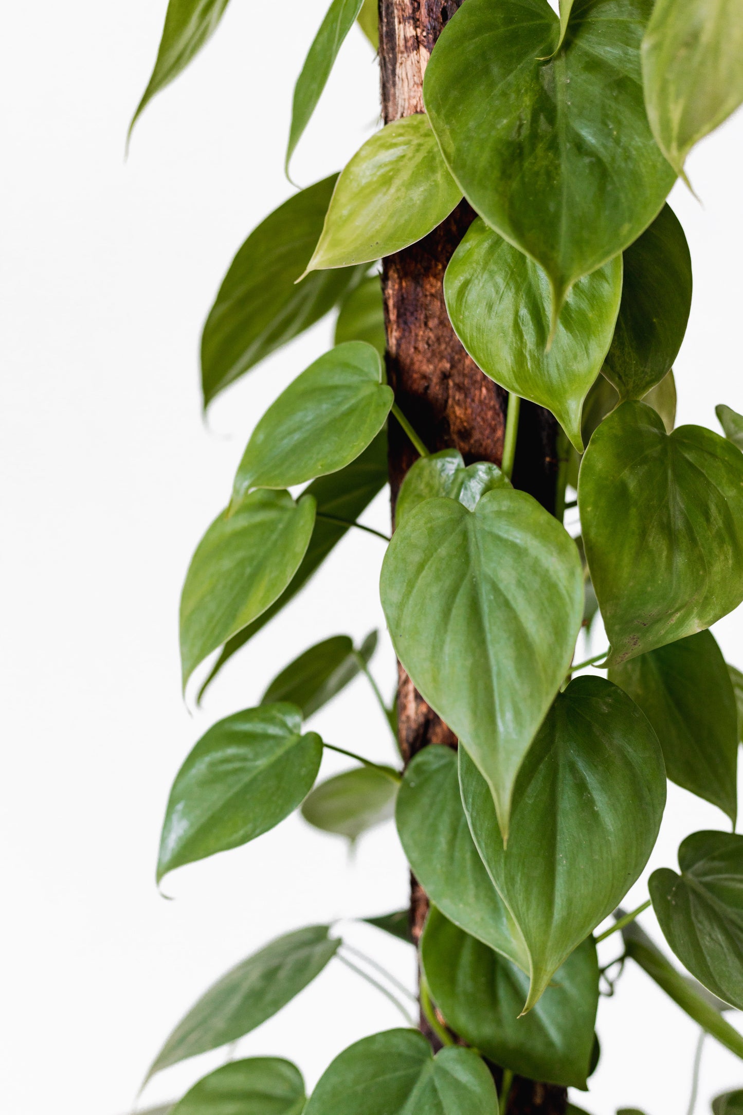 Philodendron Cordatum (250mm pot size)