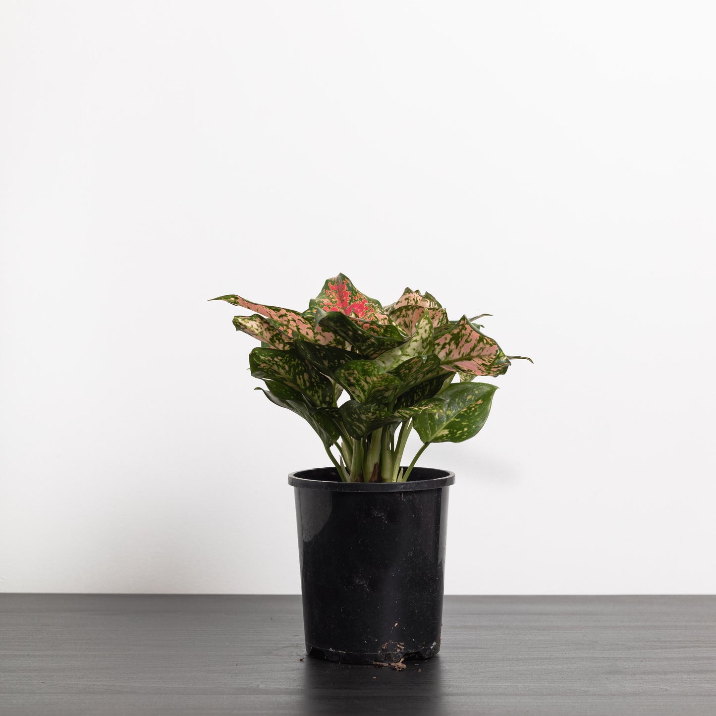 Aglaonema crimson (130mm pot)