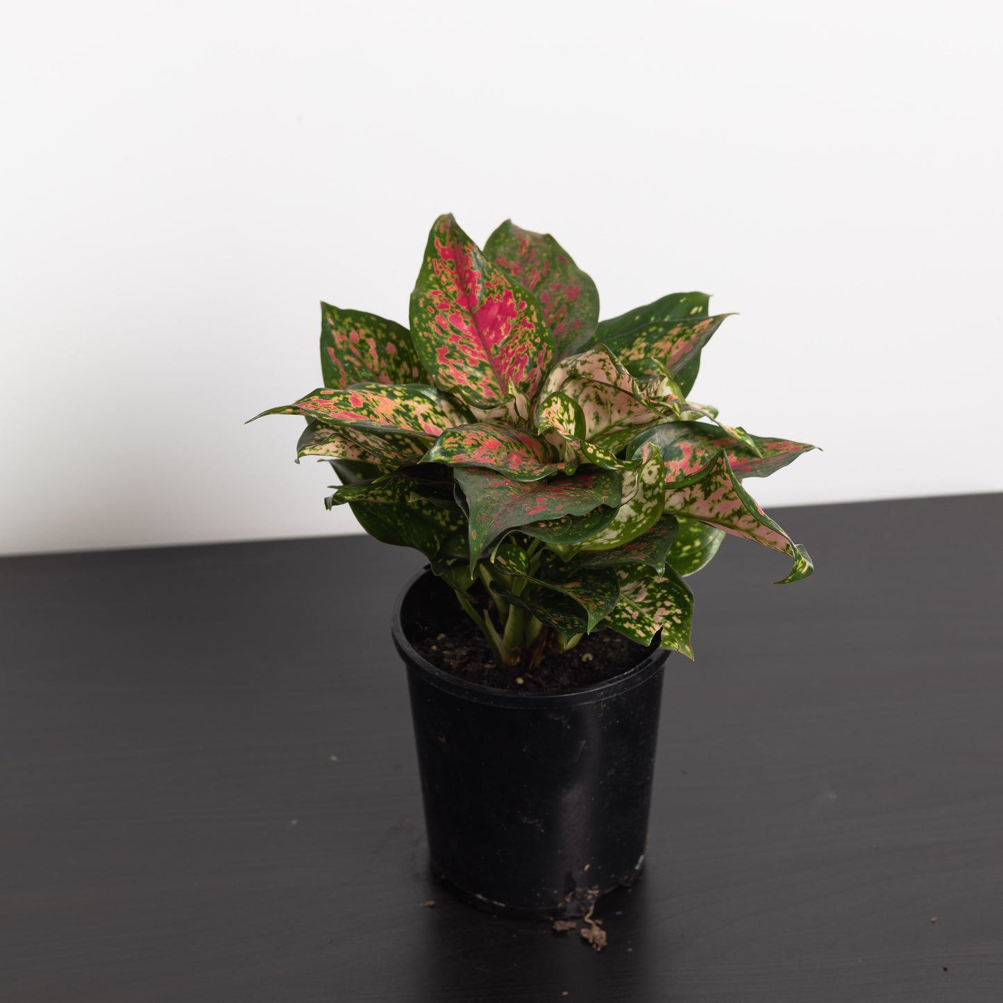 Aglaonema crimson (130mm pot)