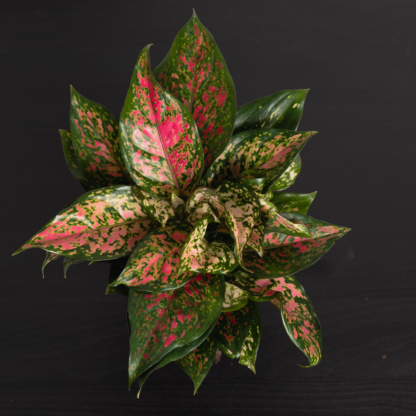 Aglaonema crimson (130mm pot)