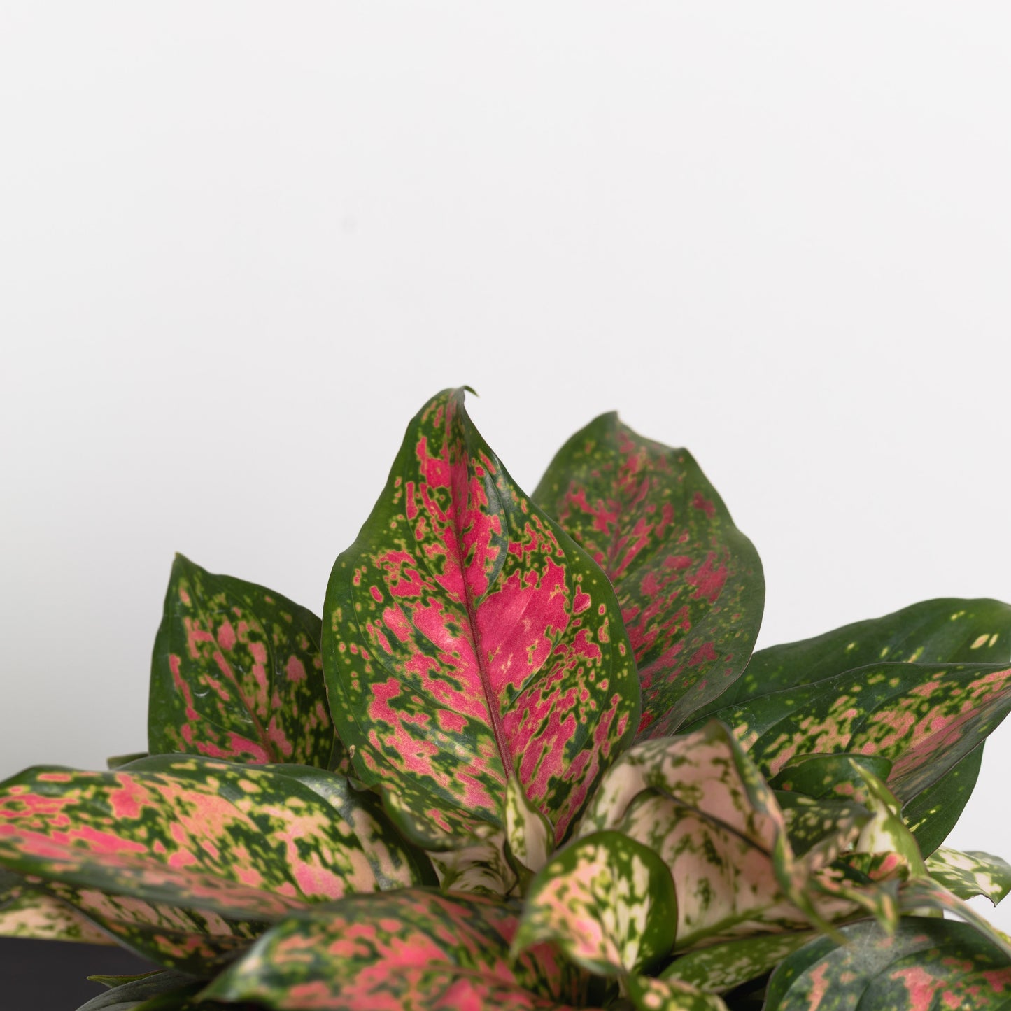 Aglaonema crimson (130mm pot)