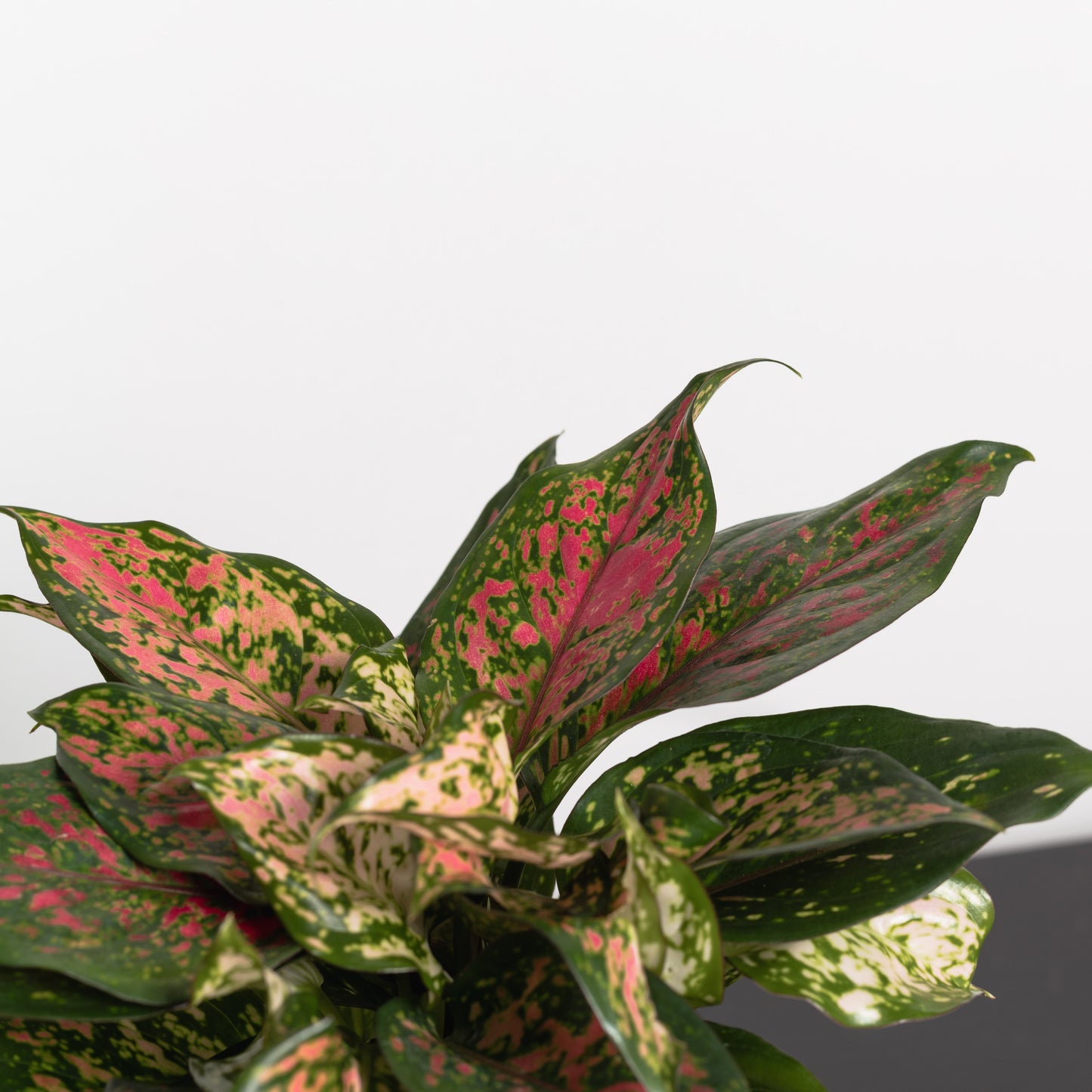 Aglaonema crimson (130mm pot)