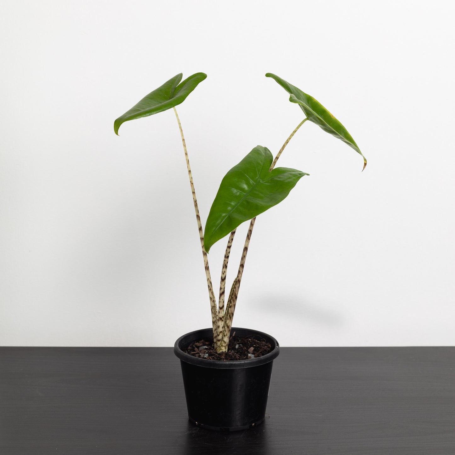 Alocasia Zebrina (130mm Pot Size)