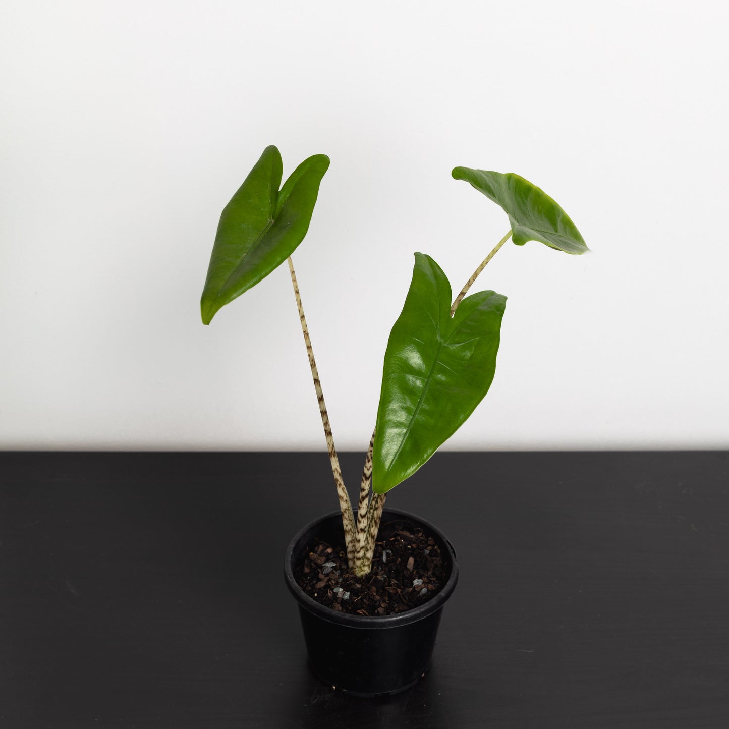 Alocasia Zebrina (130mm Pot Size)