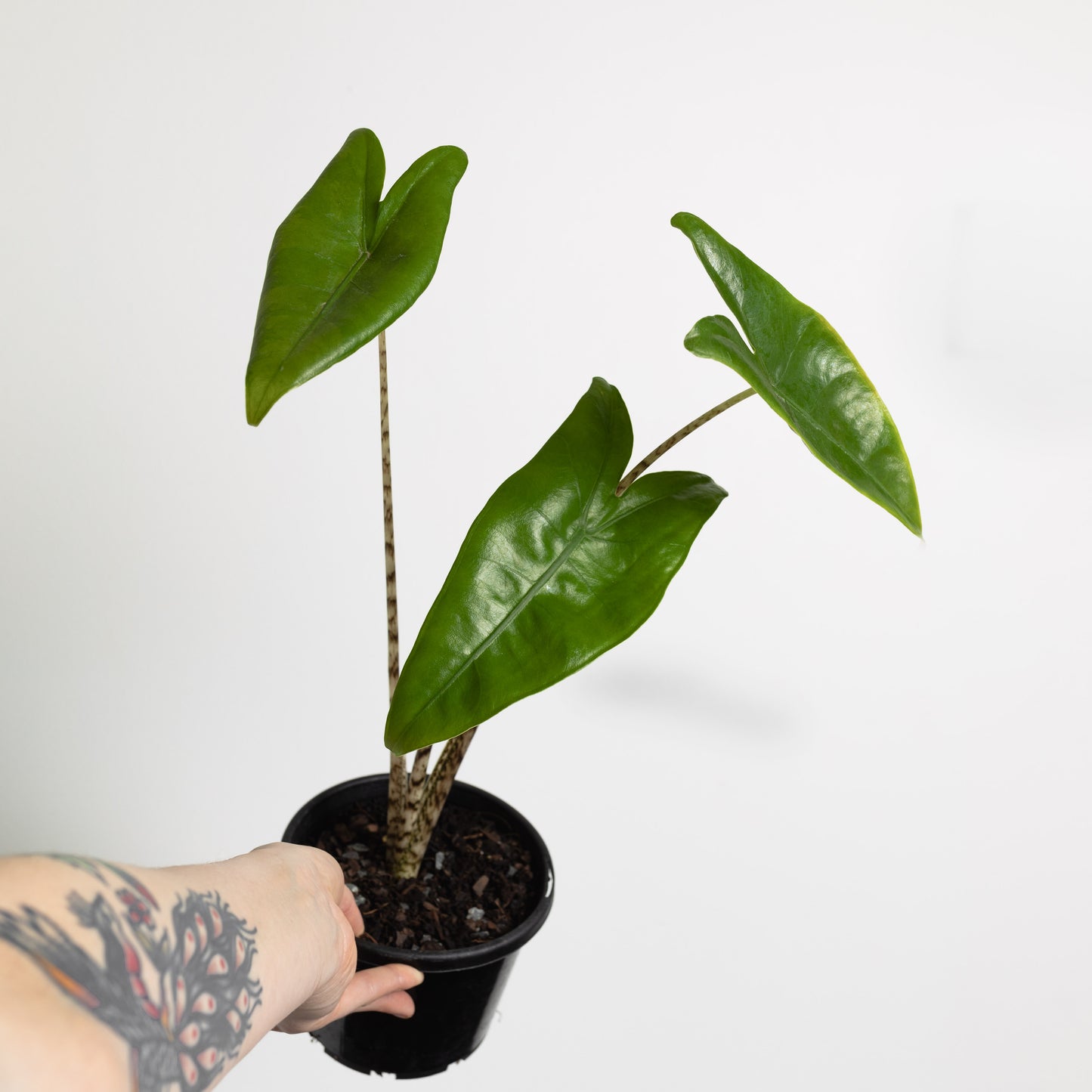 Alocasia Zebrina (130mm Pot Size)