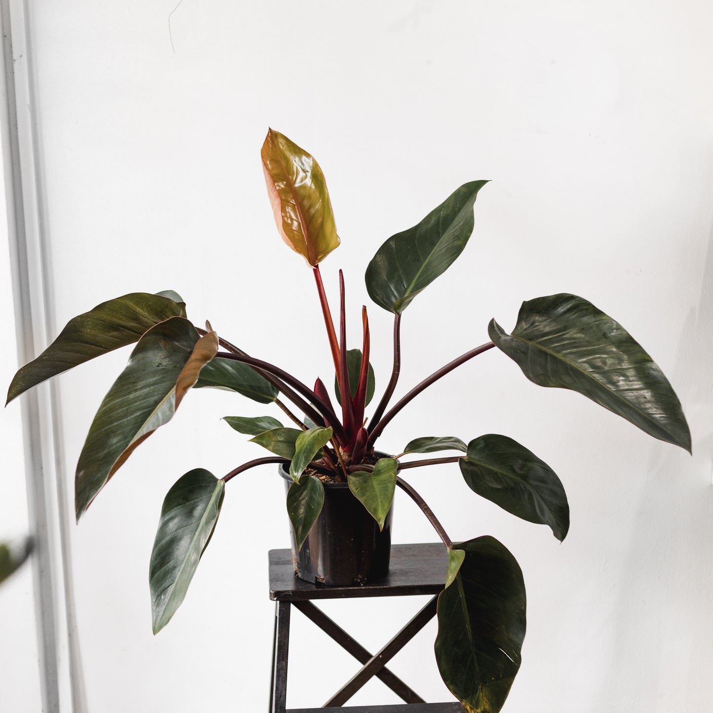 Philodendron, Rojo Congo (200mm Pot size)