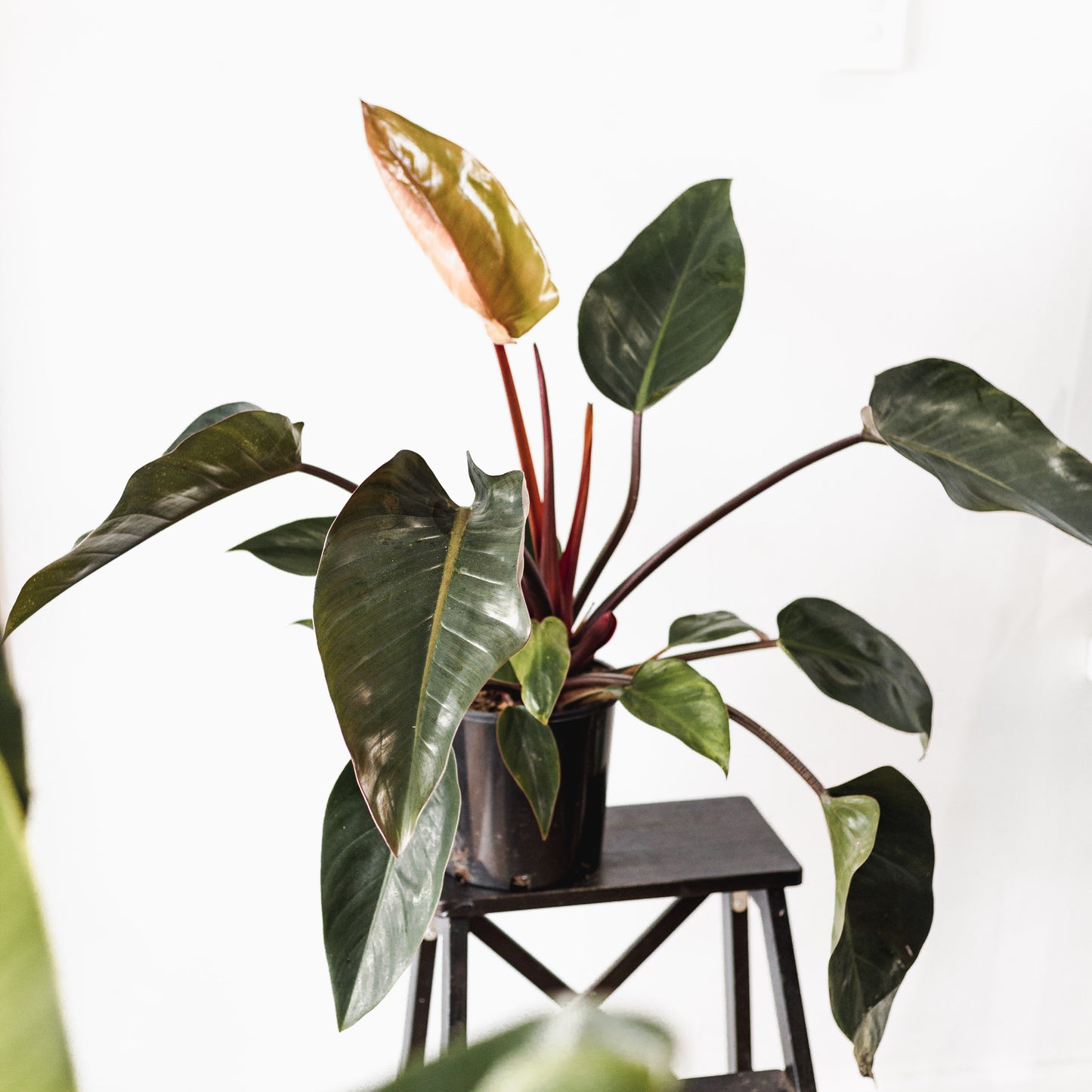 Philodendron, Rojo Congo (200mm Pot size)