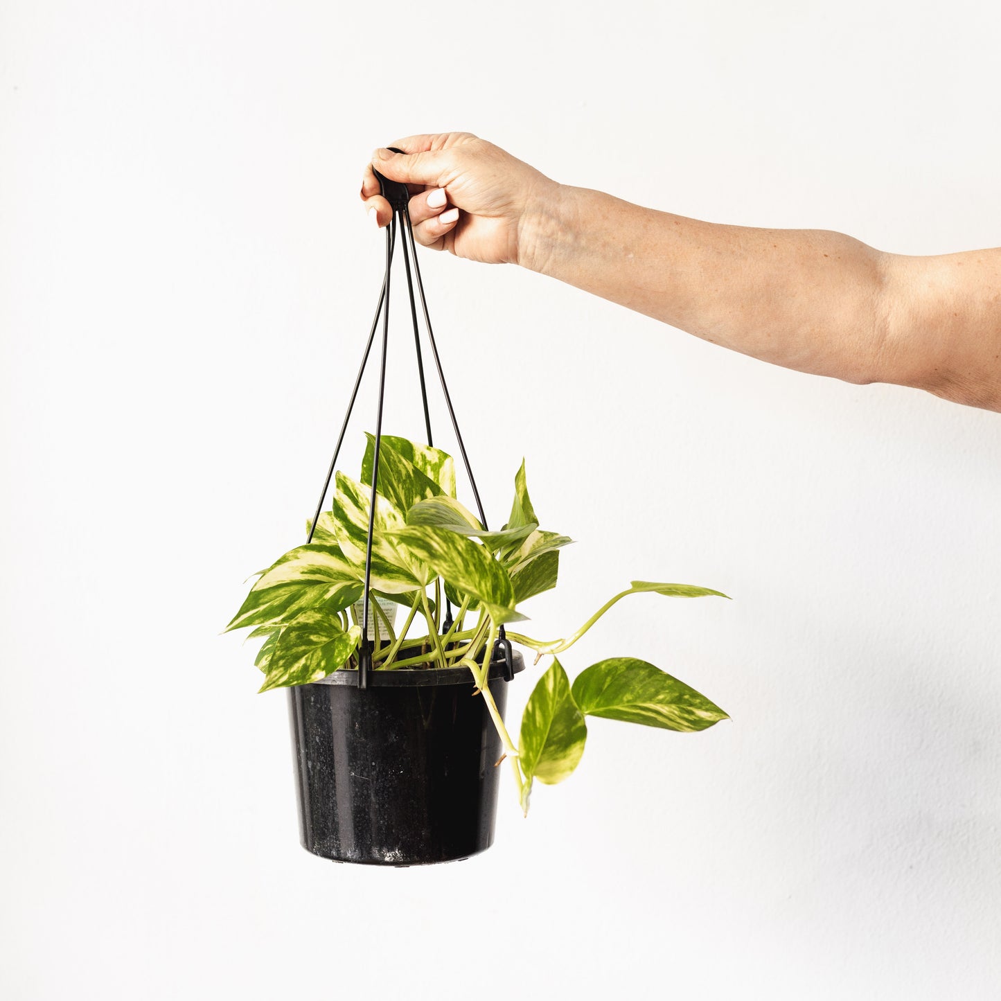 Pothos (hanging pot, 180mm pot)