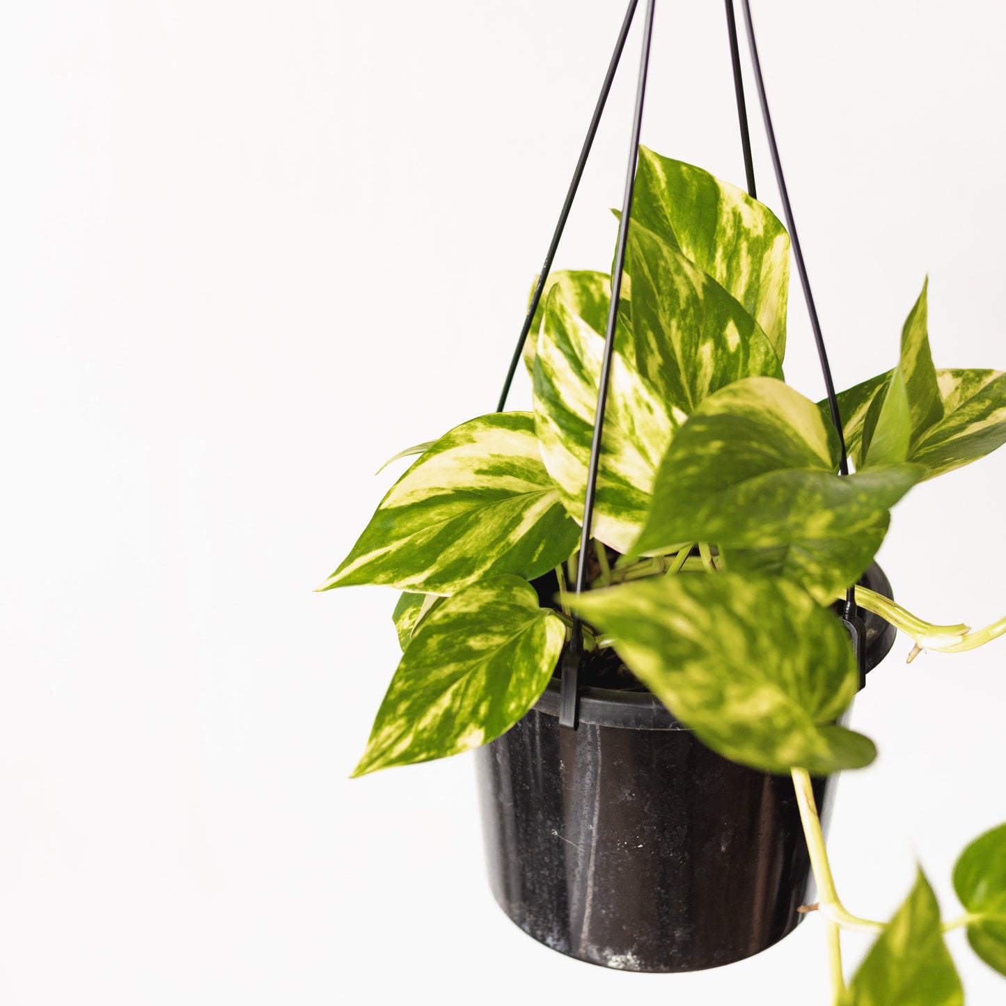 Pothos (hanging pot, 180mm pot)
