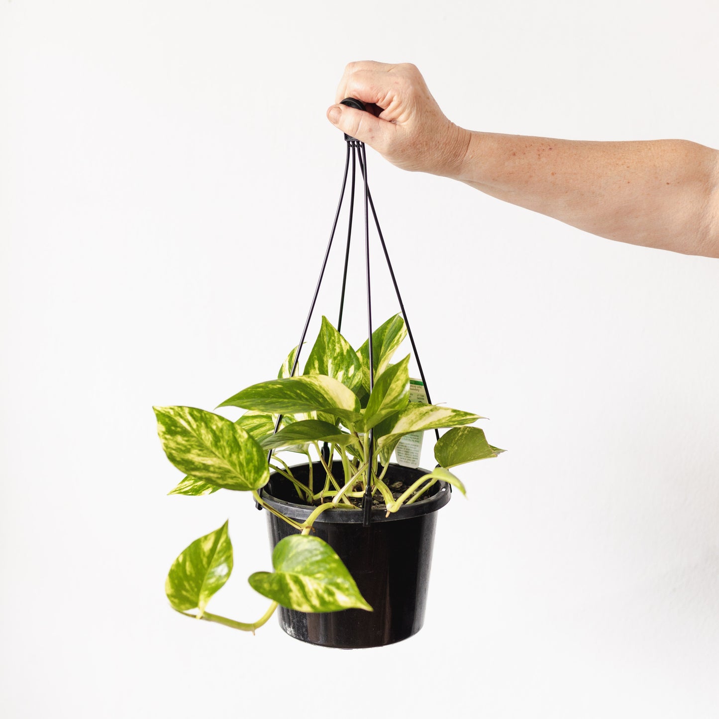 Pothos (hanging pot, 180mm pot)