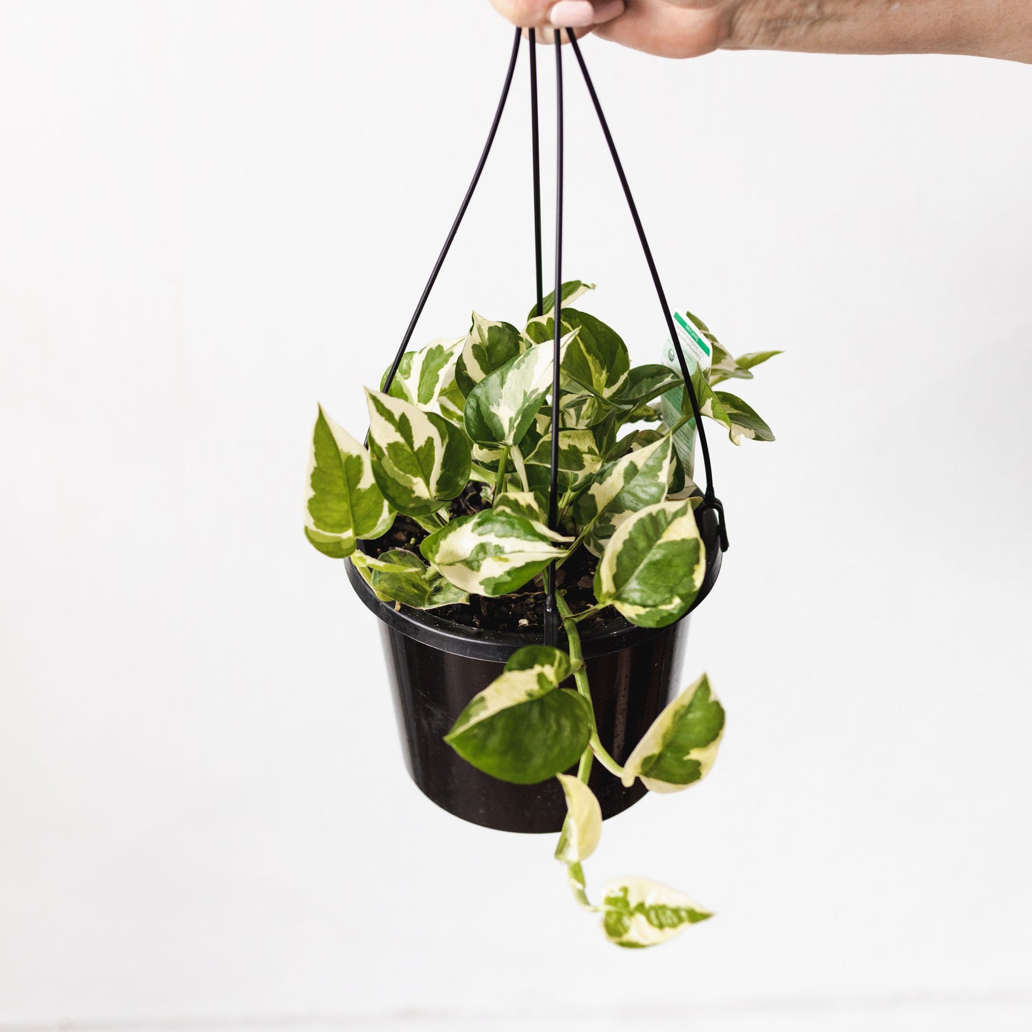 Pothos Snow Queen (180mm Pot Size)