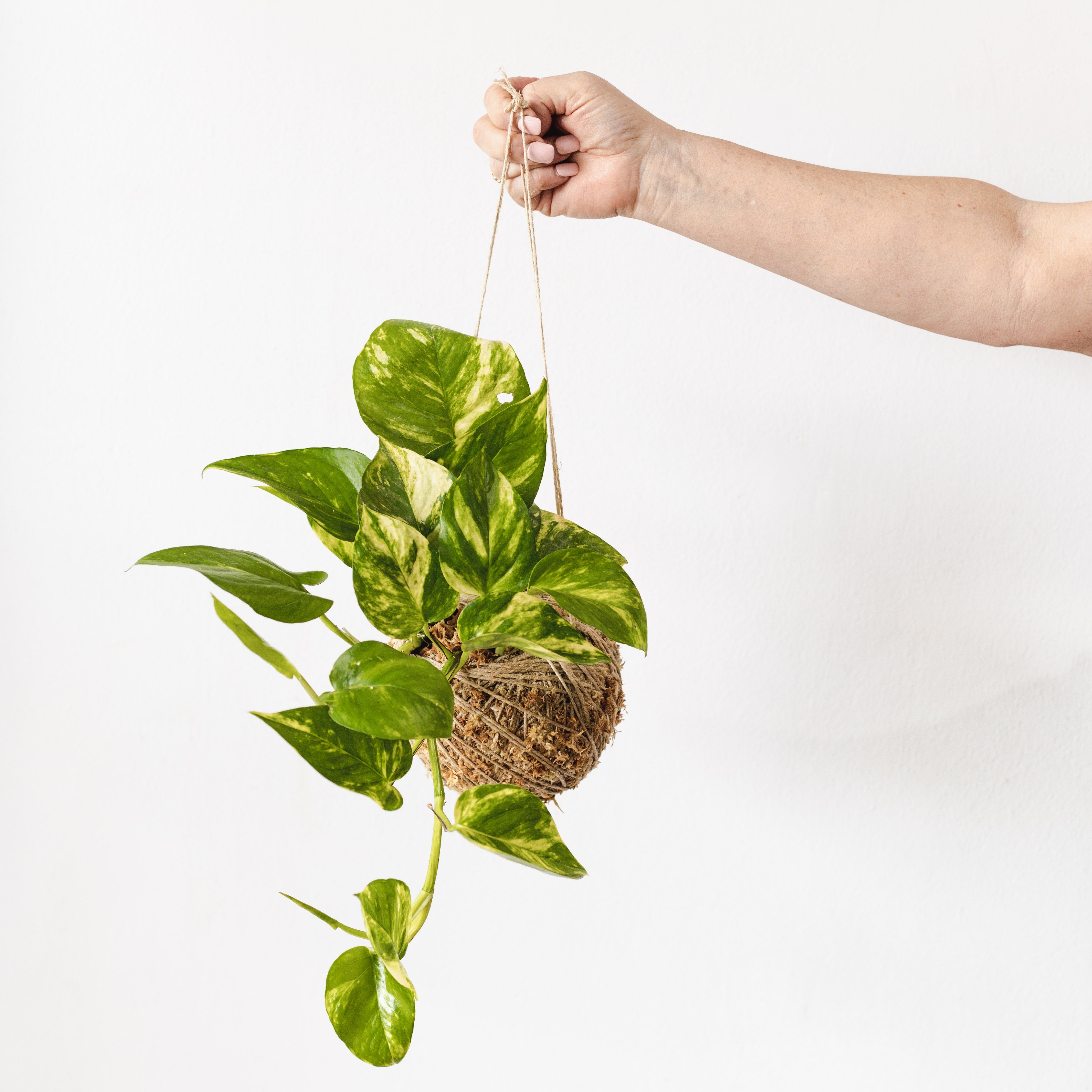 pothos kokedama Pothos hanging kokedama