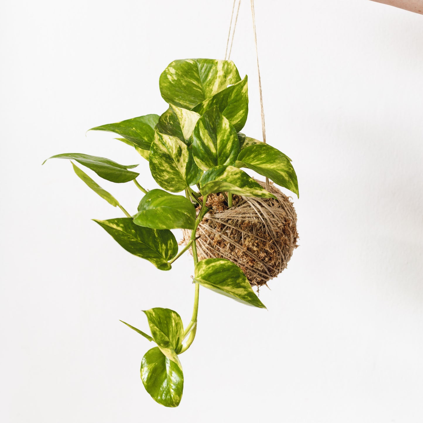 Pothos hanging kokedama