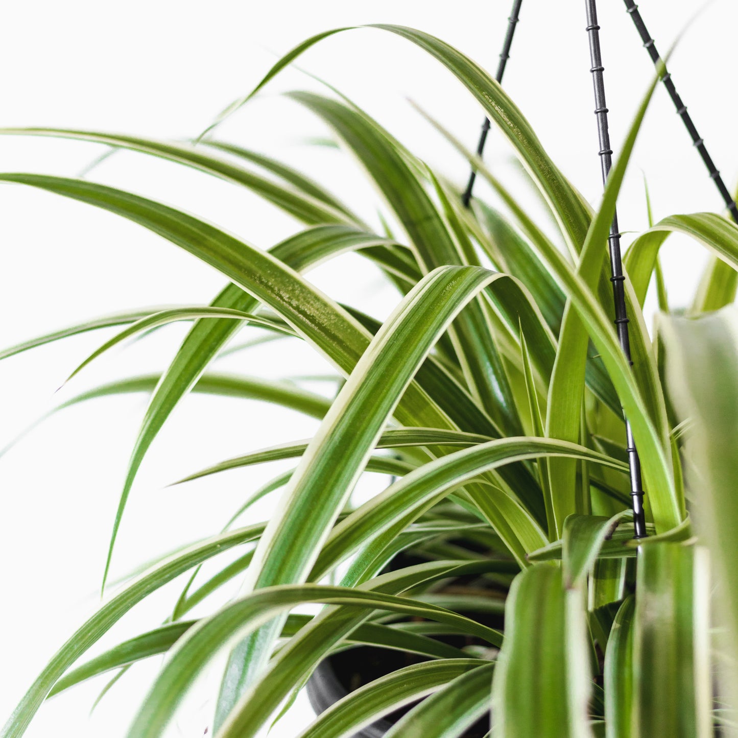 Spider Plant (300mm Pot Size)