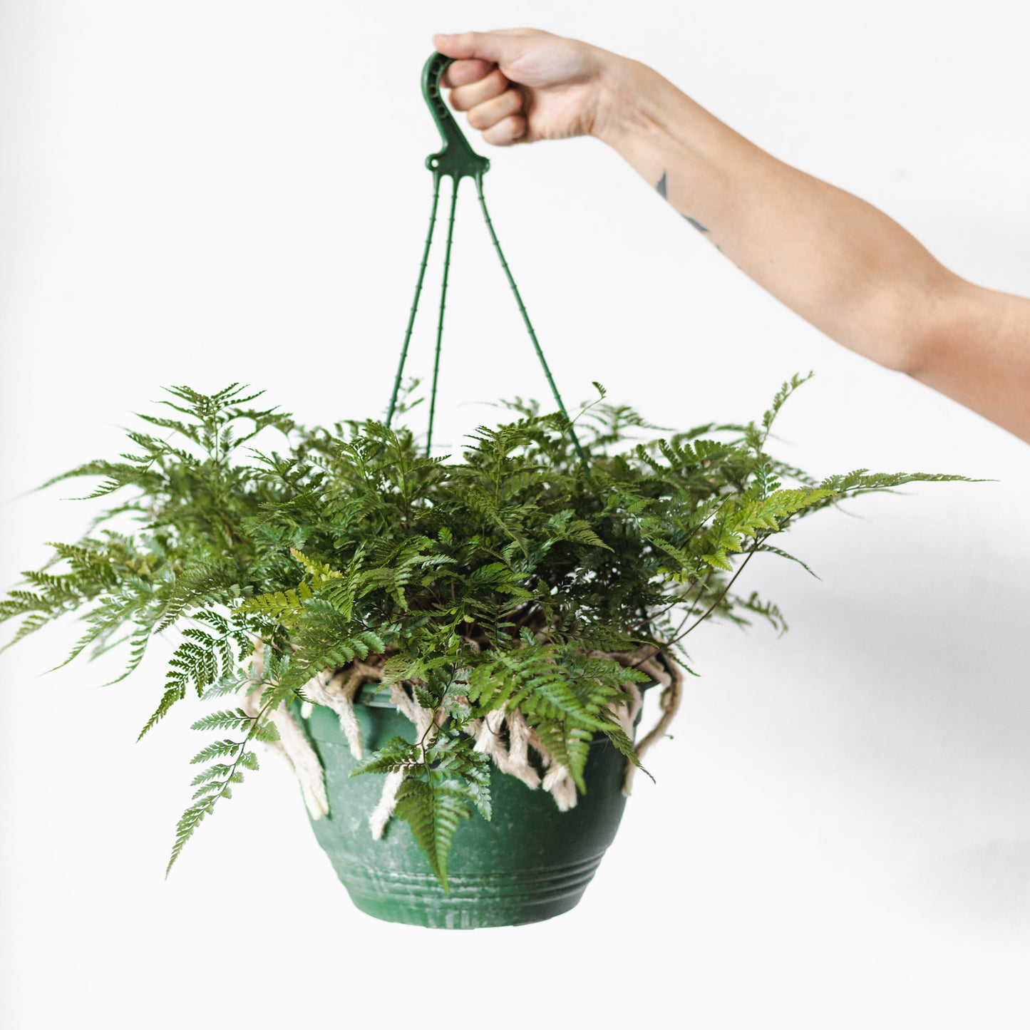 Rabbit's foot fern (300mm Pot Size)
