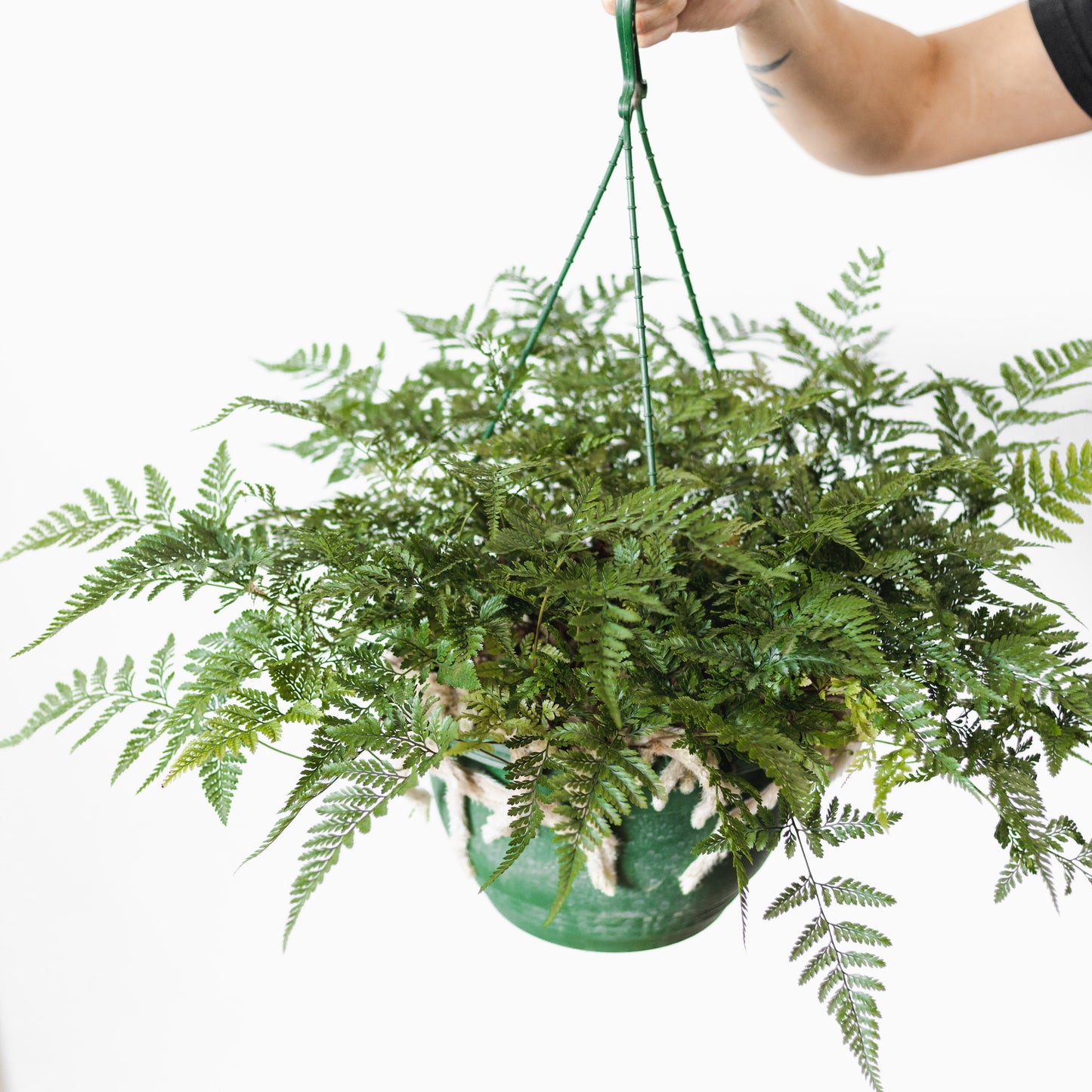 Rabbit's foot fern (300mm Pot Size)