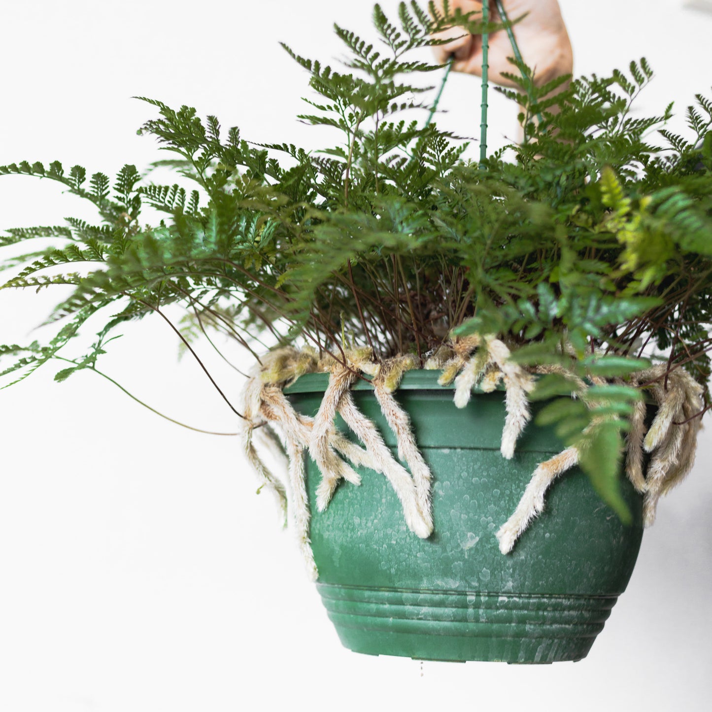 Rabbit's foot fern (300mm Pot Size)