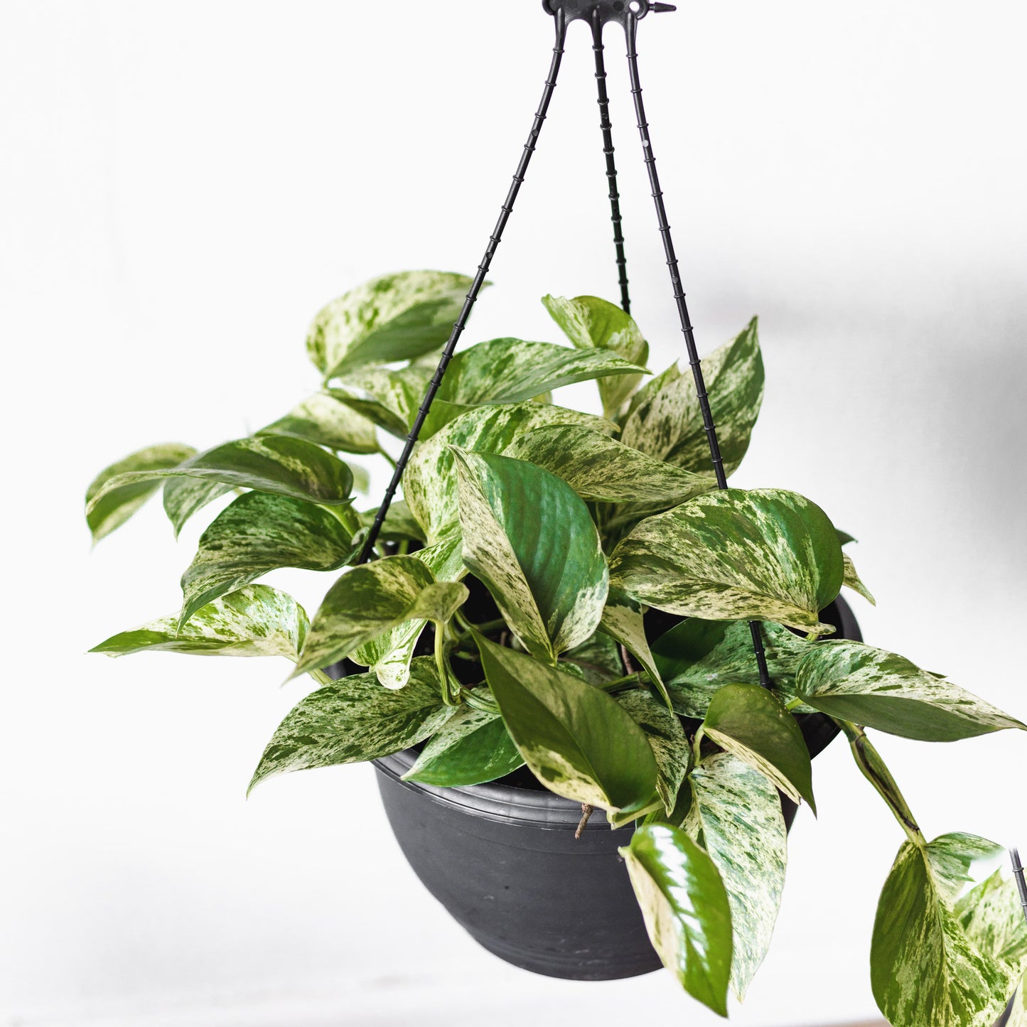 Pothos Marble (280mm Pot Size)