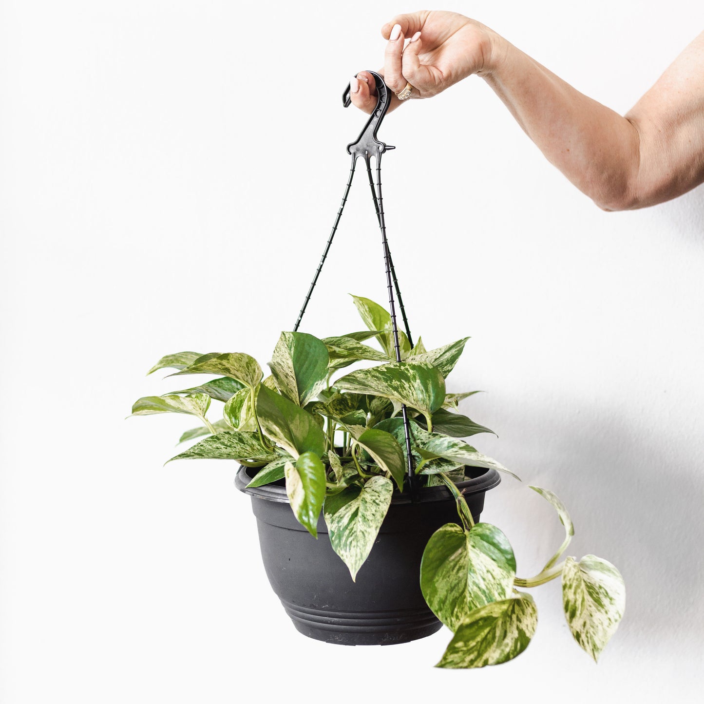 Pothos Marble (280mm Pot Size)