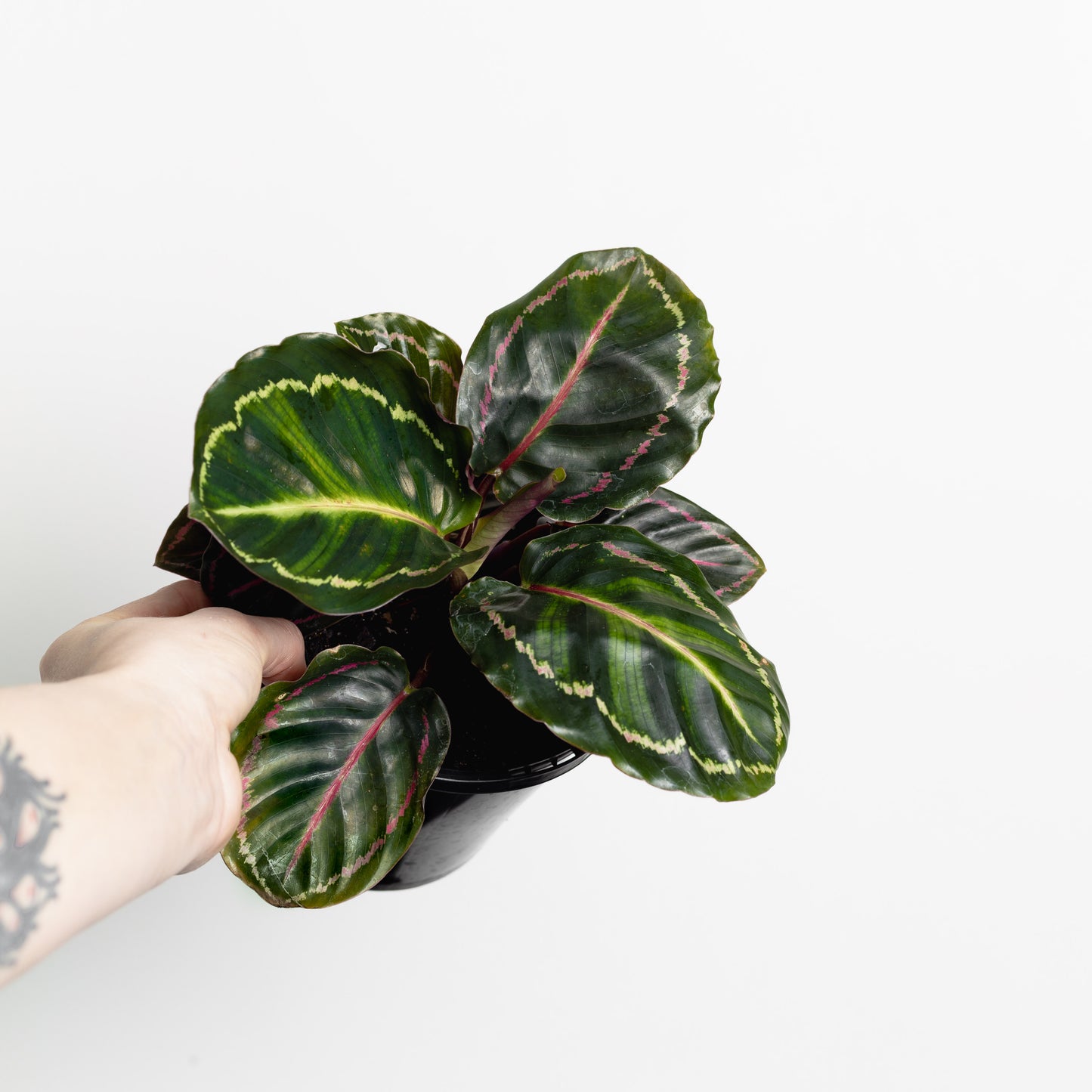 Calathea Medallion (140mm pot size)
