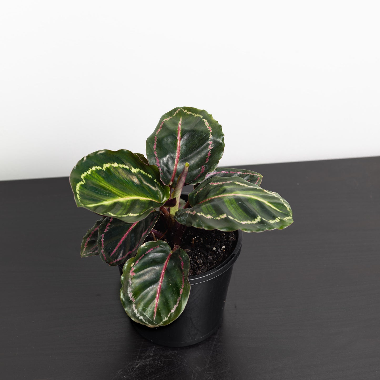 Calathea Medallion (140mm pot size)