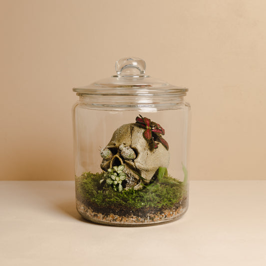 Terrarium Skull Assortment (Large Vessel)