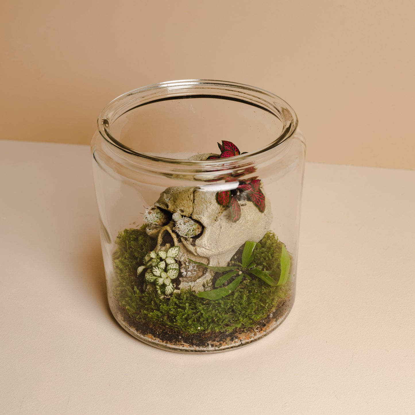 Terrarium Skull Assortment (Large Vessel)