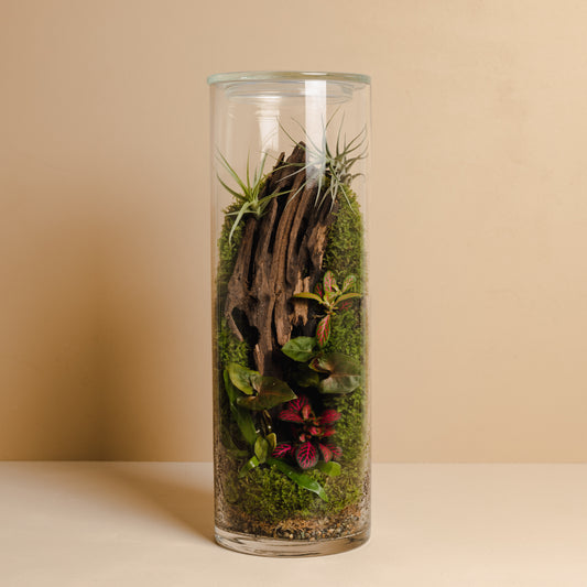 Terrarium Plant Assortment (Large Vessel)