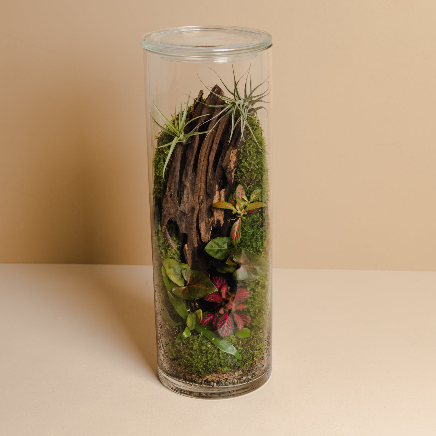 Terrarium Plant Assortment (Large Vessel)