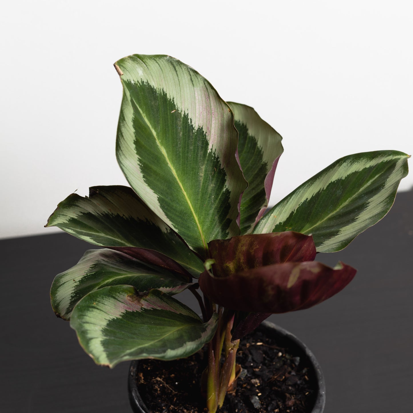 Calathea Bicajoux Pink (130mm Pot Size)
