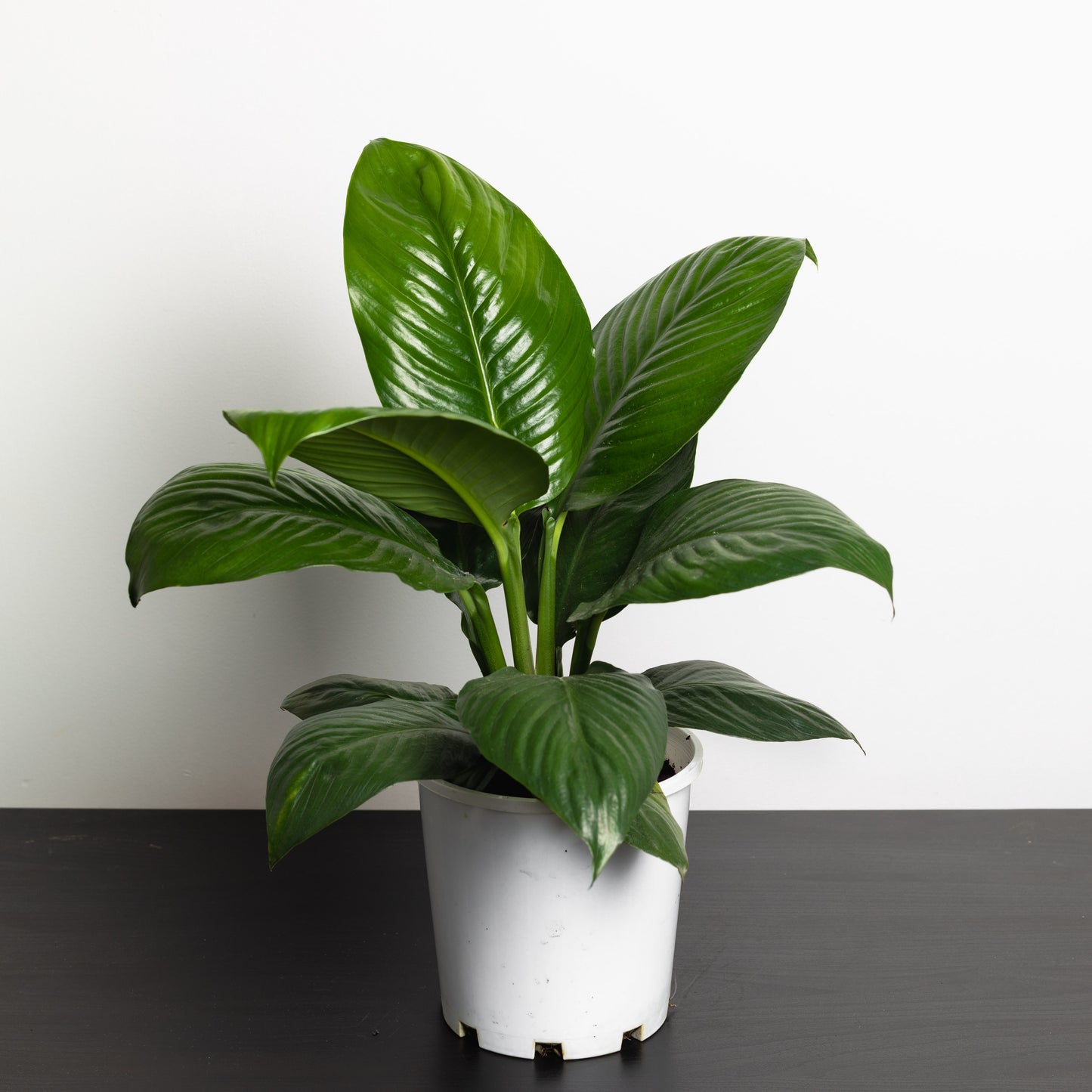 Peace Lily, Little Sensation (180mm Pot Size)