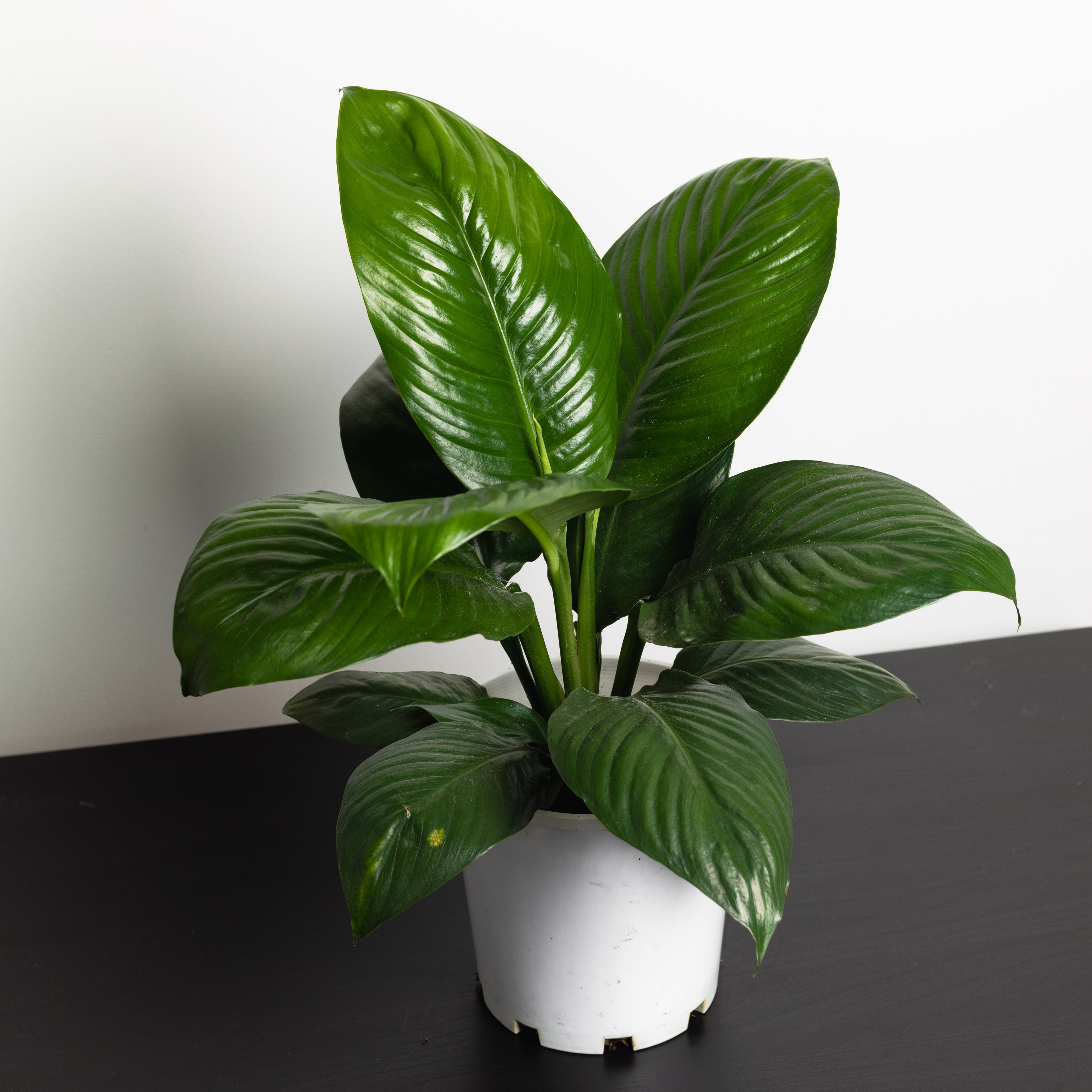 peace lily power petite Peace Lily, Little Sensation (180mm Pot Size) – Little Fox Lane