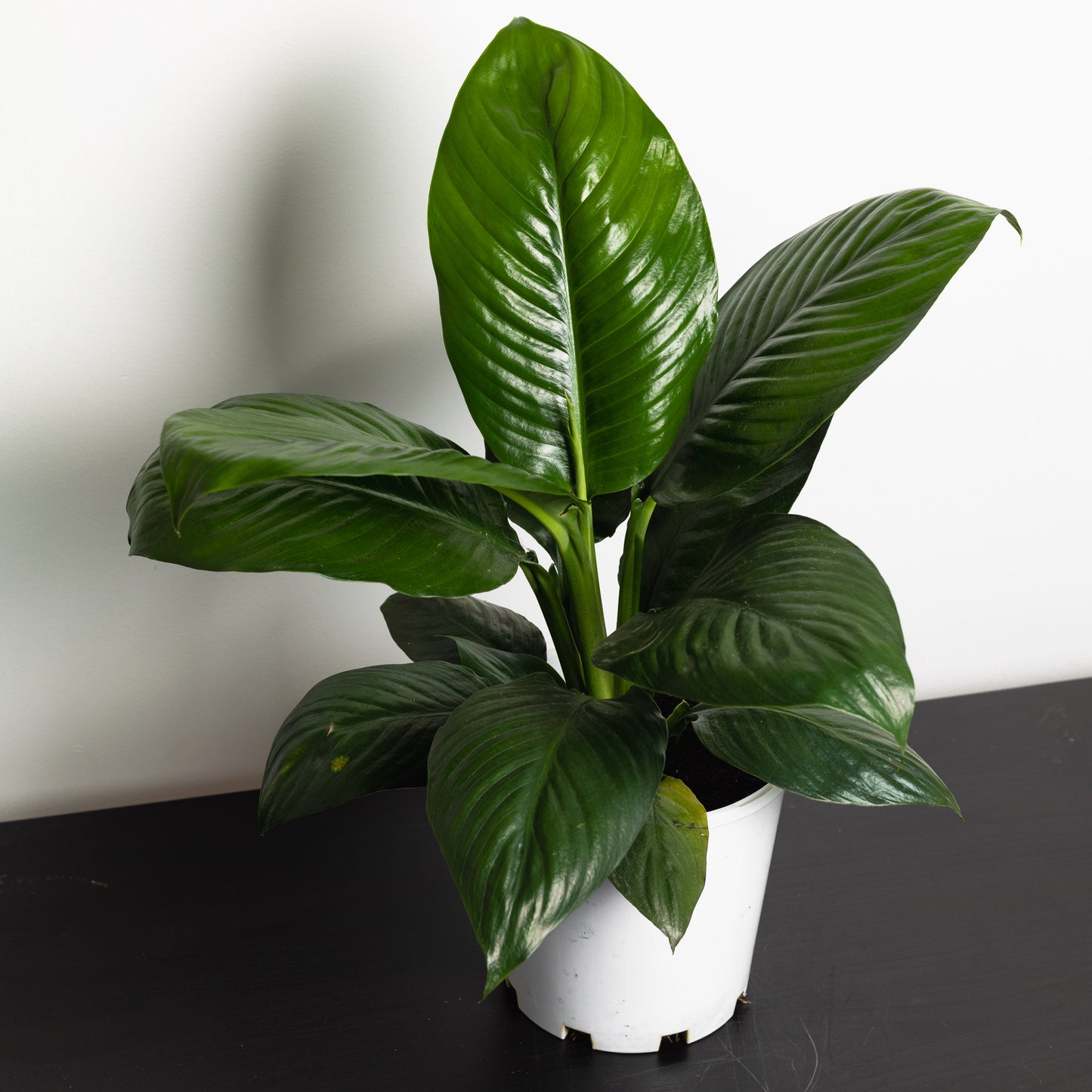 Peace Lily, Little Sensation (180mm Pot Size)