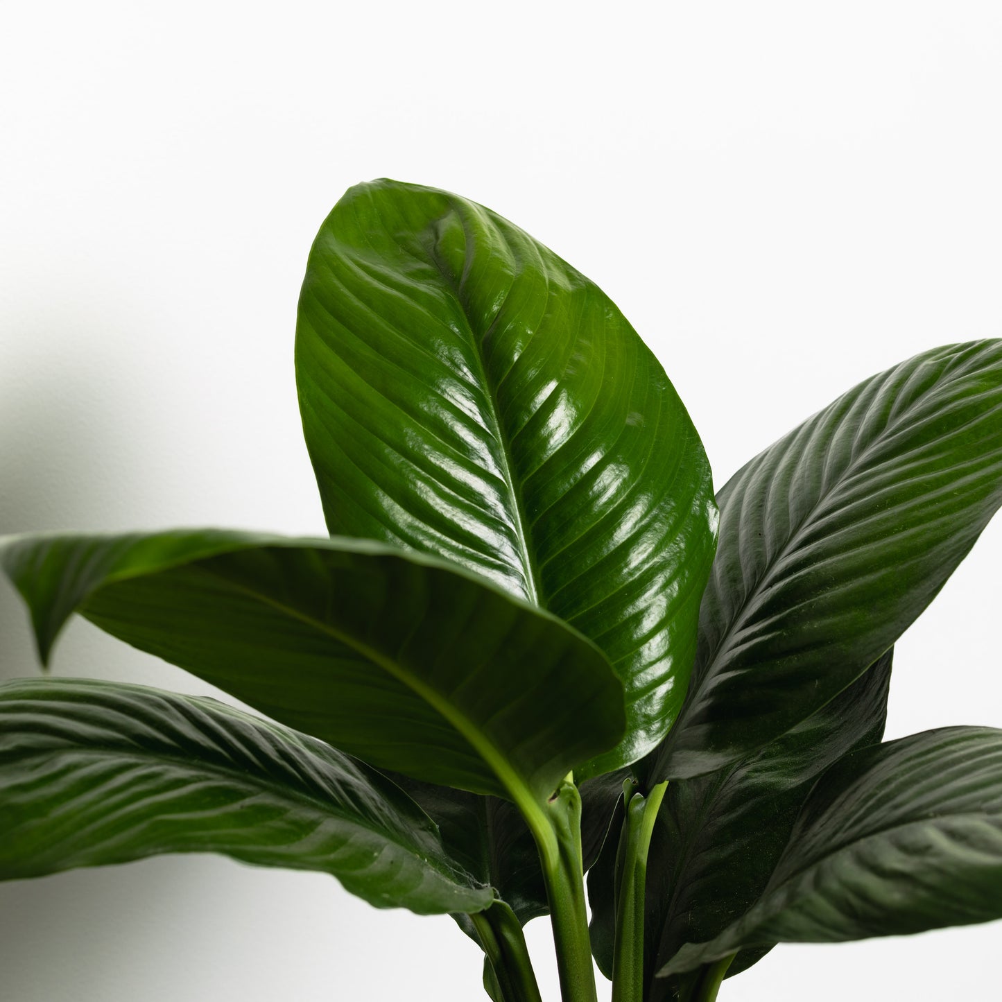 Peace Lily, Little Sensation (180mm Pot Size)