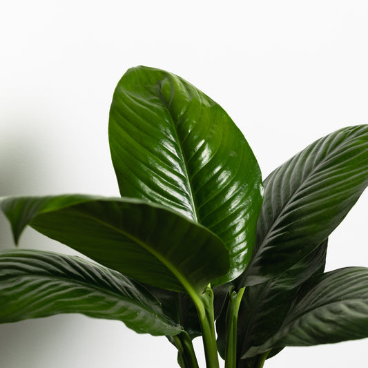 Peace Lily, Little Sensation (180mm Pot Size)