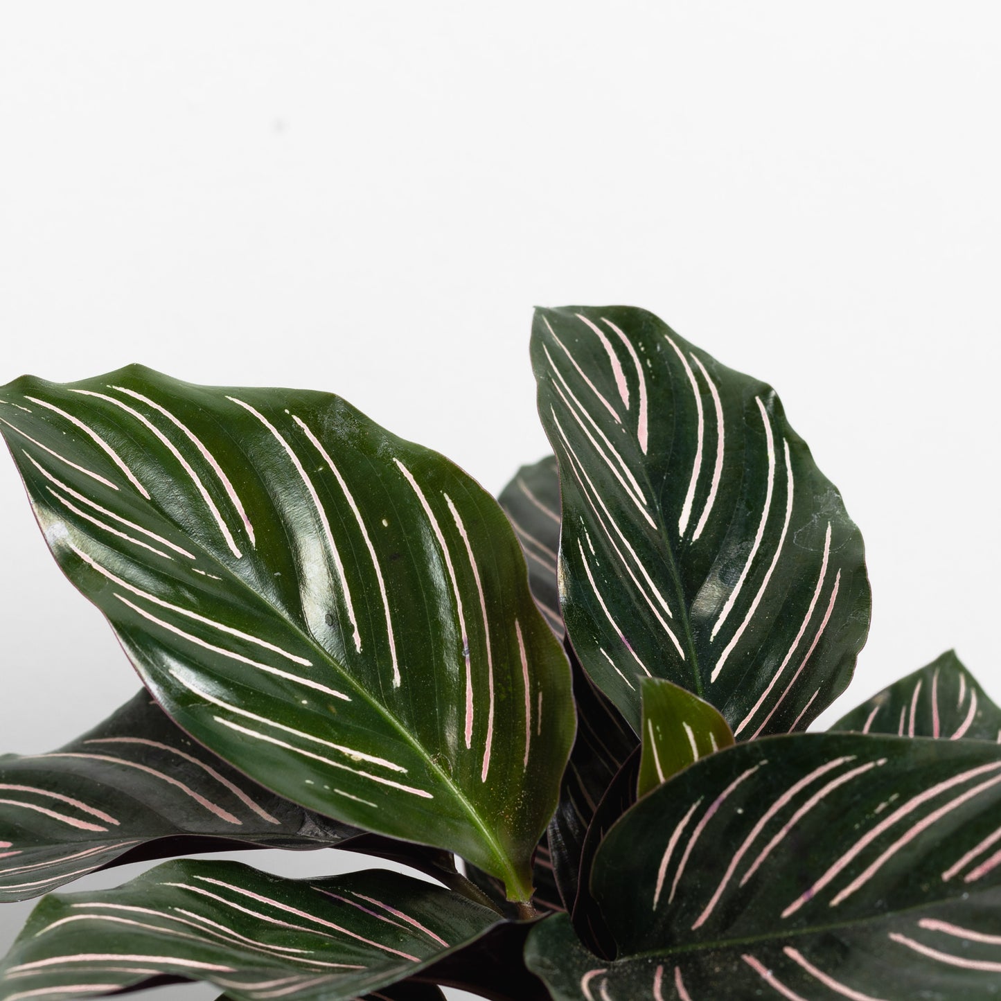 Calathea Ornata, Pinstripe plant (130mm Pot Size)