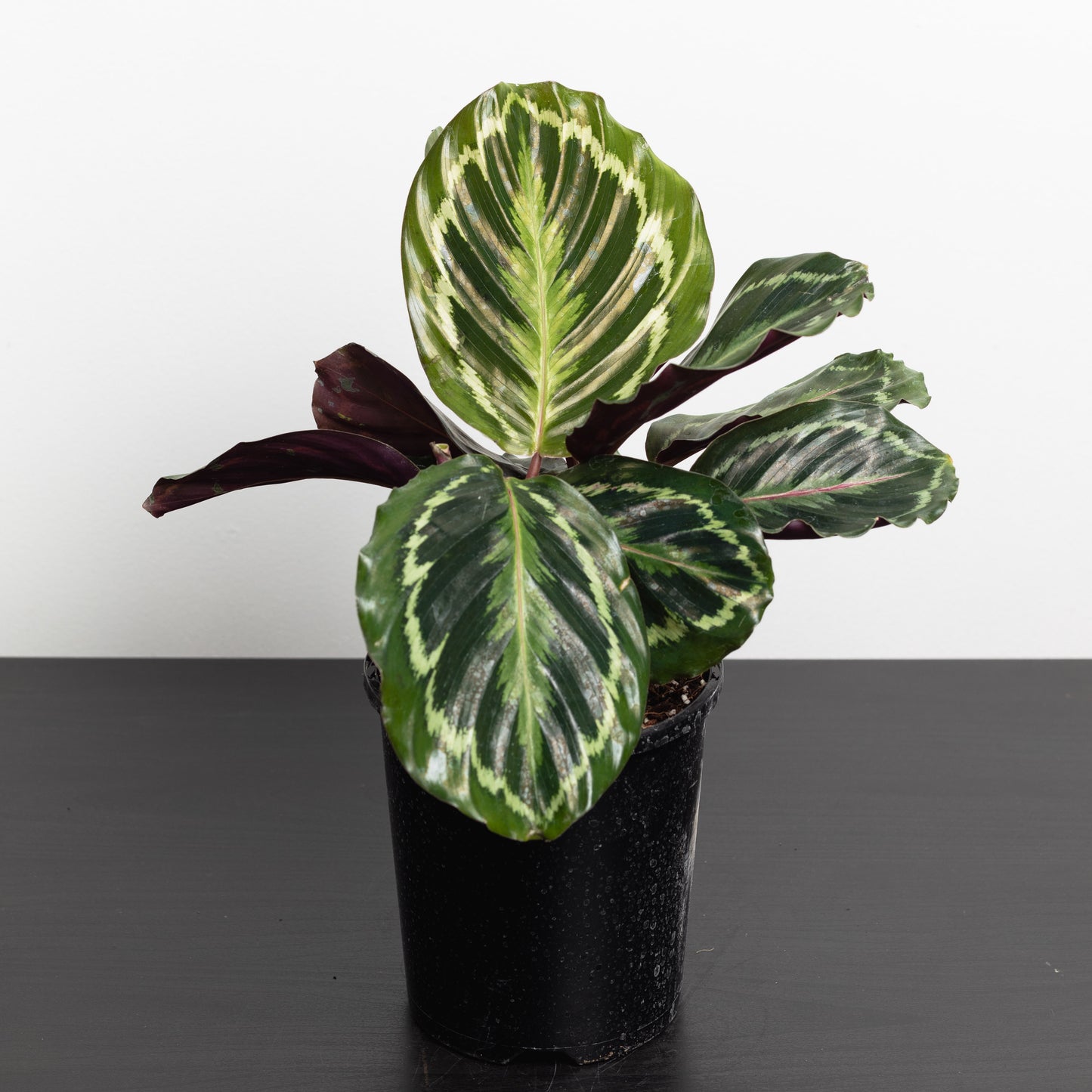Calathea Medallion, (130mm Pot Size)