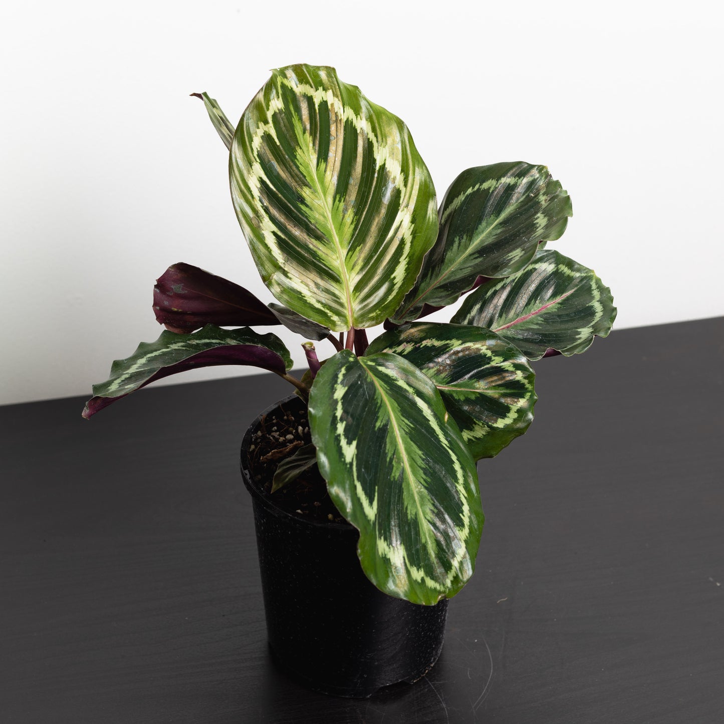 Calathea Medallion, (130mm Pot Size)