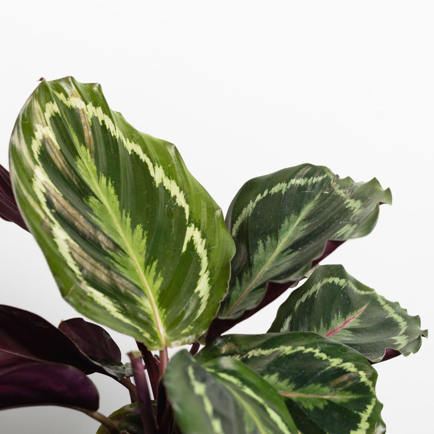 Calathea Medallion, (130mm Pot Size)